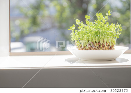 廚房裡的豌豆芽 80528573