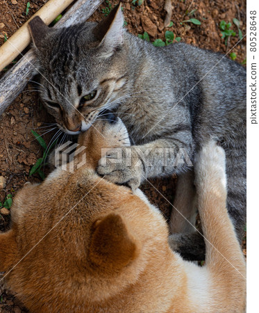 Two friends shiba inu puppy and tabby cat Two friends shiba inu puppy and tabby cat 80528648