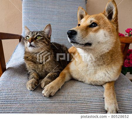 Two friends shiba inu puppy and tabby cat 80528652