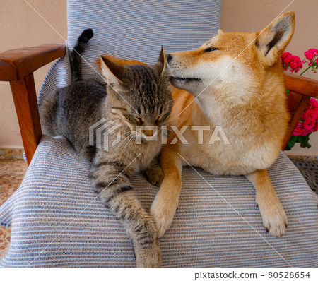 Two friends shiba inu puppy and tabby cat 80528654