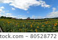 Sunflower sunflower field summer 80528772