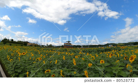 向日葵向日葵田夏天 向日葵向日葵田夏天 80528772
