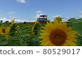 Sunflower sunflower sunflower summer 80529017