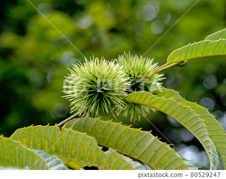 山毛櫸科 植物種類 板栗日本栗 照片素材 圖片 圖庫