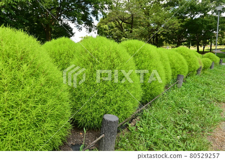 種植科奇亞花 種植科奇亞花 80529257