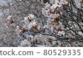 Sakura Isshingyo Sakura Tree in full bloom Kumamoto Sakura Spring 80529335