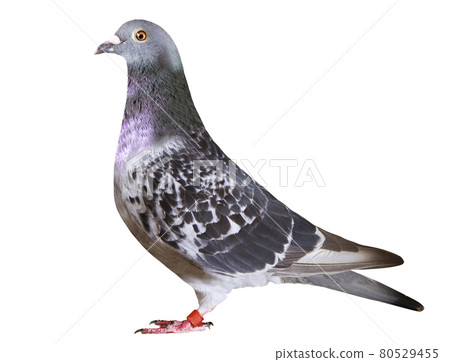 full body of speed racing pigeon bird isolate white background 80529455