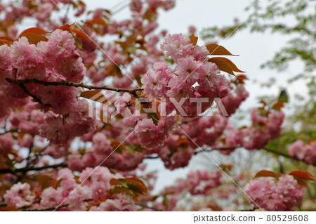 Beautiful cherry blossom sakura in spring time, vivid pink cherry blossom flowers, Cherry blossom in full bloom. 80529608