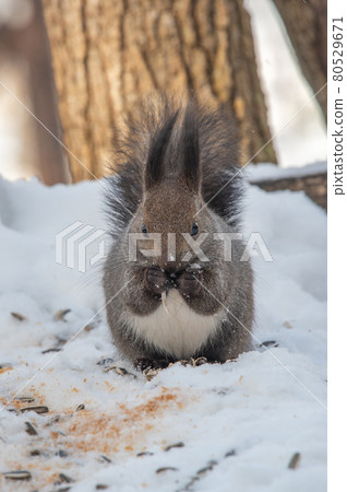 Ezoris winter mogumogu time 80529671