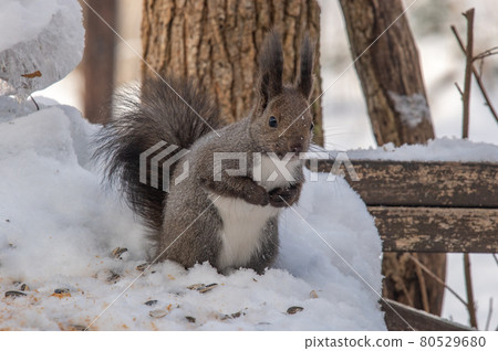 Ezoris winter mogumogu time 80529680