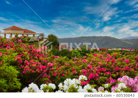 Azalea Festival 80530843