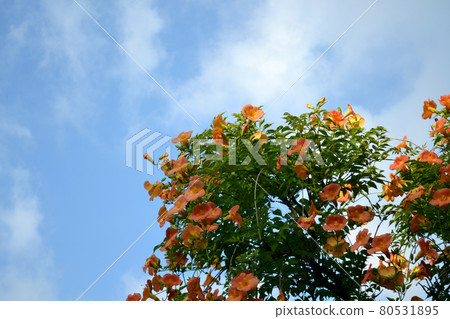 November quizzler in full bloom November quizzler in full bloom 80531895