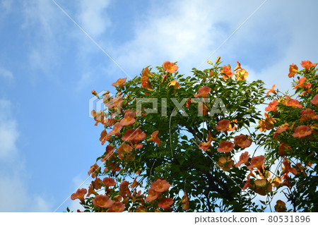 November quizzler in full bloom 80531896