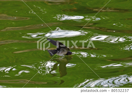 Swallow at Nagai Botanical Garden 80532237