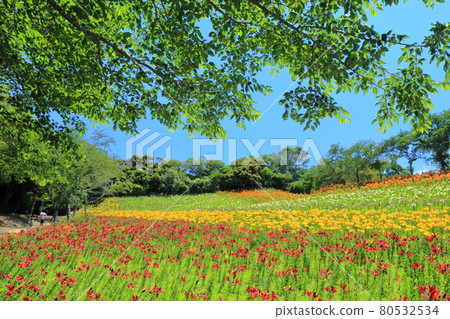 Lily Hill (Kasui Yuri-no-en, Shizuoka Prefecture) Lily Hill (Kasui Yuri-no-en, Shizuoka Prefecture) 80532534