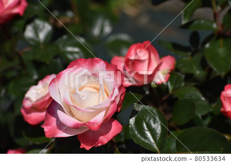 Red and white roses blooming in the spring rose garden Red and white roses blooming in the spring rose garden 80533634