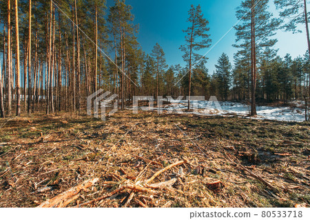 Fallen Tree Trunks In Deforestation Area. Pine Forest Landscape In Sunny Spring Day. Green Forest Deforestation Area Landscape 80533718
