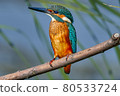 Bird - Common Kingfisher ( Alcedo atthis ) sitting on a dry branch on a sunny summer morning. Closeup. 80533724