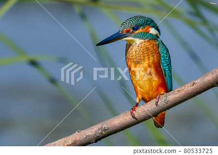 Bird - Common Kingfisher ( Alcedo atthis ) sitting on a dry branch on a sunny summer morning. Closeup. 80533725