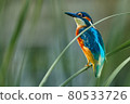Bird - Common Kingfisher ( Alcedo atthis ) sitting on a reed bush on a sunny summer morning. Closeup. 80533726