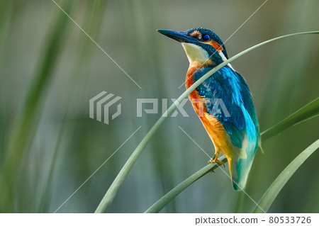 Bird - Common Kingfisher ( Alcedo atthis ) sitting on a reed bush on a sunny summer morning. Closeup. 80533726