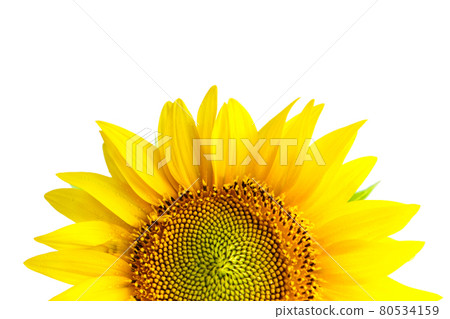 Sunflower texture and background. Texture of sunflower pollen. 80534159