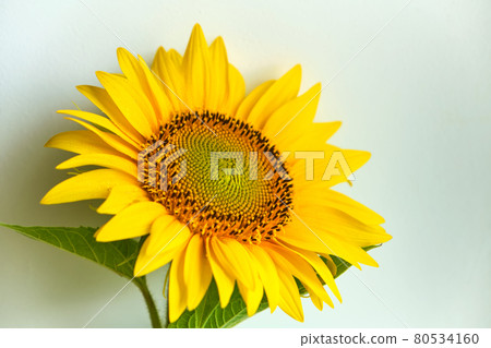 Sunflower texture and background. Texture of sunflower pollen. 80534160