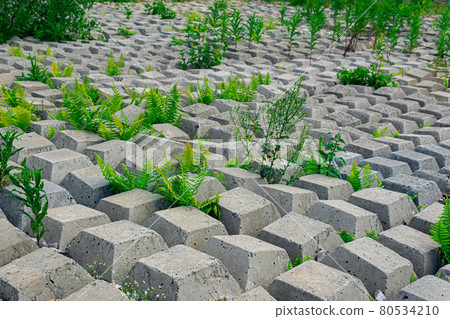 terrain covered with flexible concrete mat to prevent erosion, laid on the ground, with plants growing through it terrain covered with flexible concrete mat to prevent erosion, laid on the ground, with plants growing through it 80534210