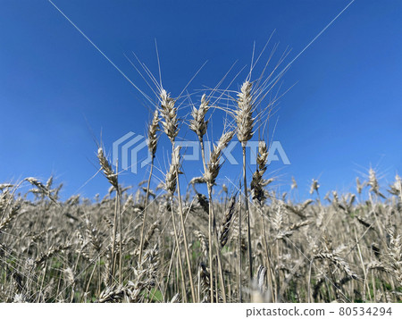 ears of ripe wheat in background blue sky 80534294