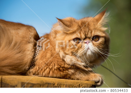 Funny Red Persian cat with a leash walking on the beach 80534433