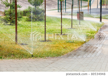 An automatic irrigation system irrigates the green lawn in the young garden of the city park. 80534948