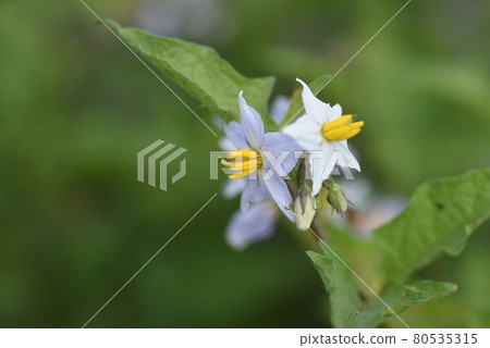 核桃Vi的花 核桃Vi的花 80535315
