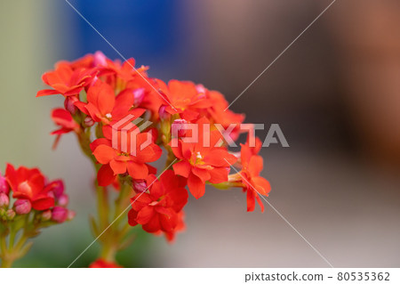 Flaming Katy Red Flower Flaming Katy Red Flower 80535362