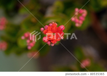 Flaming Katy Red Flower 80535365