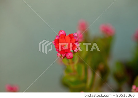 Flaming Katy Red Flower Flaming Katy Red Flower 80535366