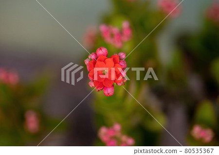 Flaming Katy Red Flower Flaming Katy Red Flower 80535367