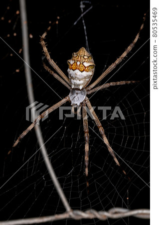 Adult Female Silver Garden Orbweaver 80535469