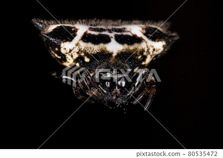 Adult Spinybacked Orbweaver Adult Spinybacked Orbweaver 80535472