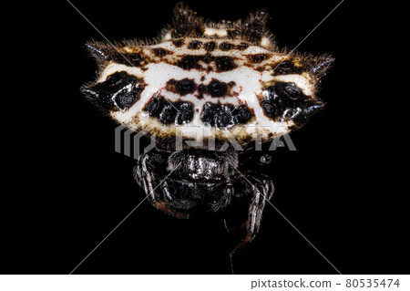 Adult Spinybacked Orbweaver Adult Spinybacked Orbweaver 80535474