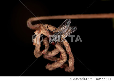 Adult House Fly Adult House Fly 80535475