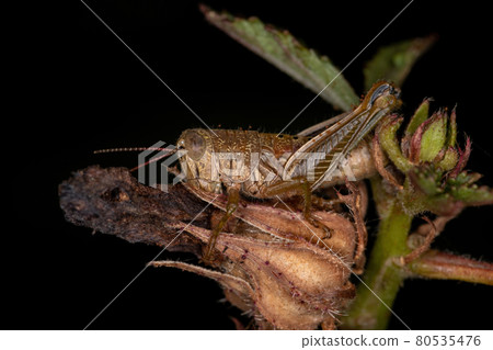 Short-horned Grasshopper Nymph Short-horned Grasshopper Nymph 80535476