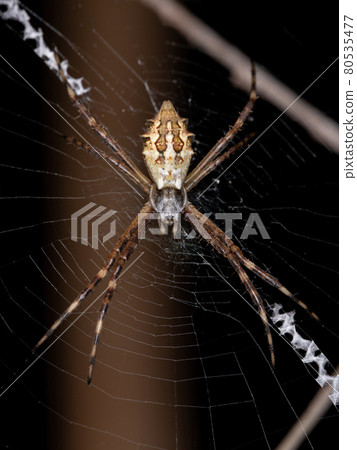 Adult Female Silver Garden Orbweaver Adult Female Silver Garden Orbweaver 80535477