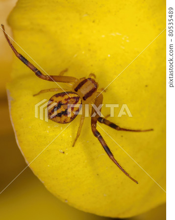 Small Crab Spider 80535489