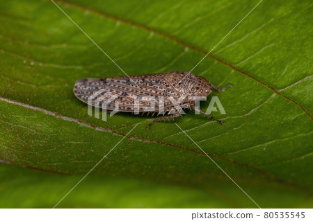 Small Typical Leafhopper Small Typical Leafhopper 80535545