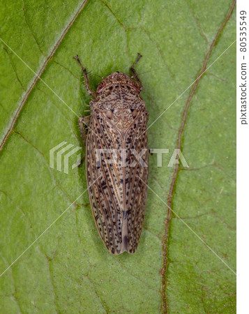 Small Typical Leafhopper Small Typical Leafhopper 80535549
