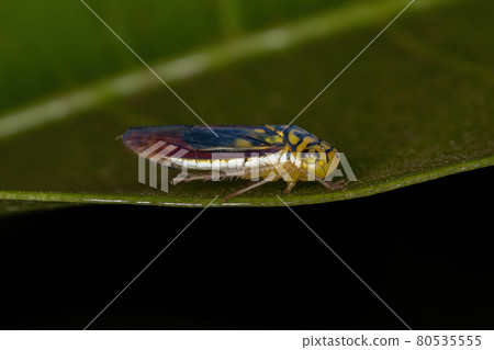 Adult Typical Leafhopper 80535555