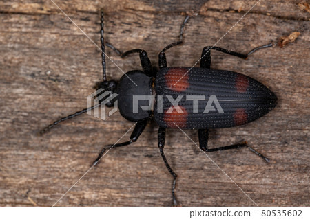 Adult Darkling Beetle 80535602
