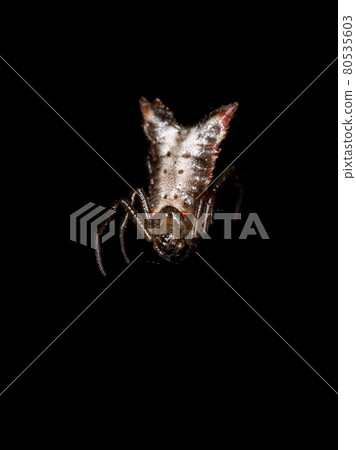 Small Orbweaver Spider 80535603