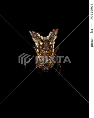 Small Orbweaver Spider 80535604