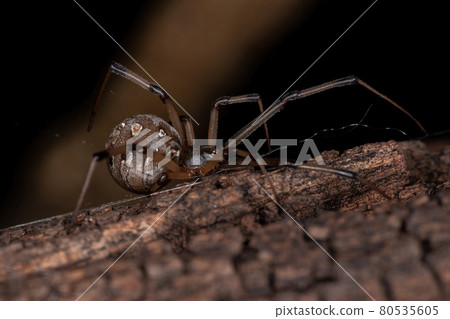 Female Adult Brown Widow Female Adult Brown Widow 80535605